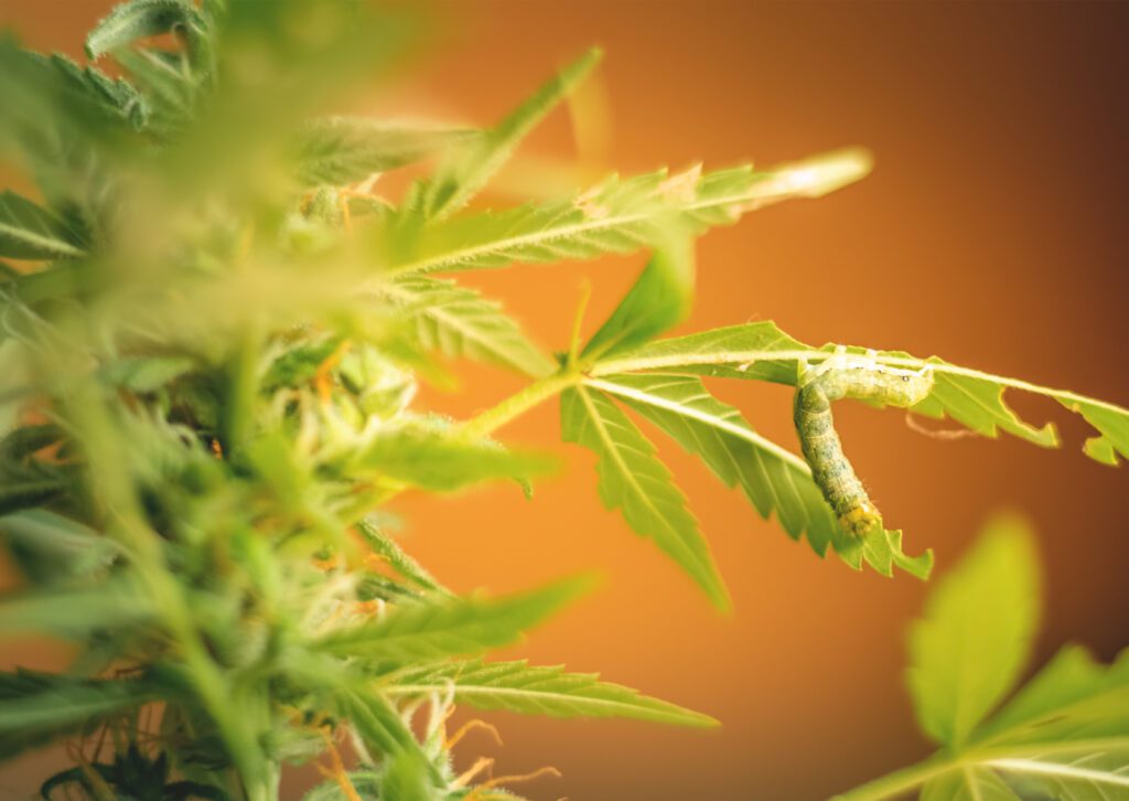 Trichomes คืออะไร